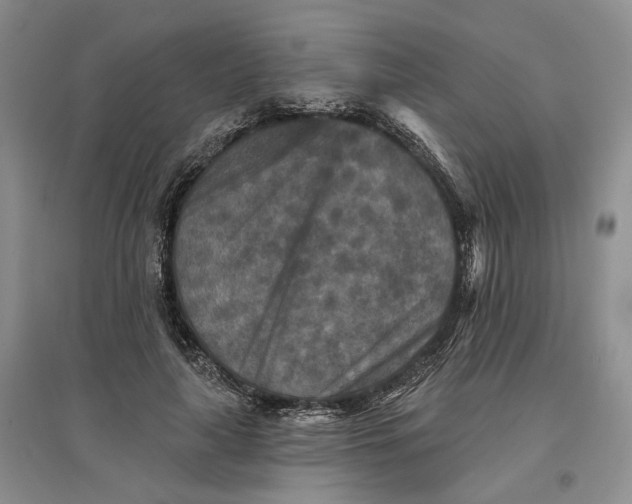 X0000096710643200802261630