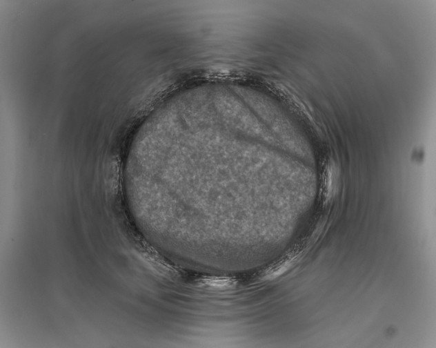 X0000096710659200802261630