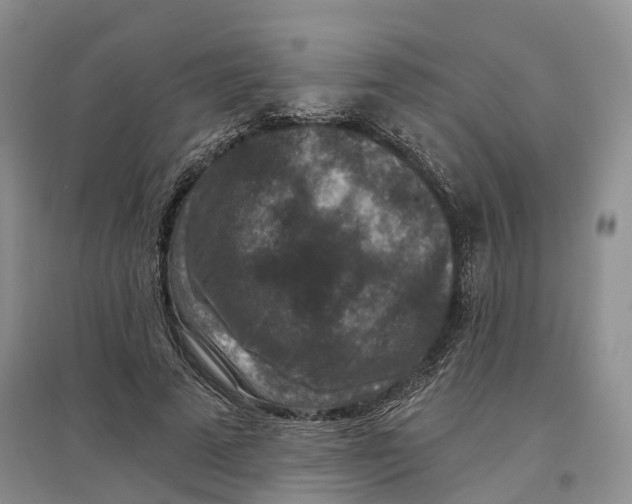 X0000096710689200802261629