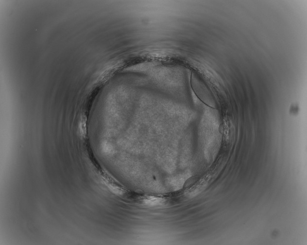 X0000096710718200802261629