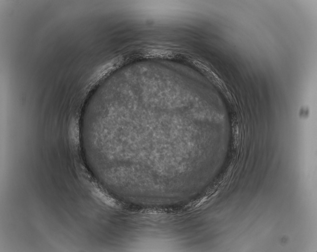 X0000096710729200802261628