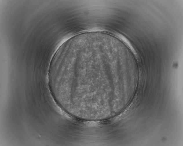 X0000096710810200802261628