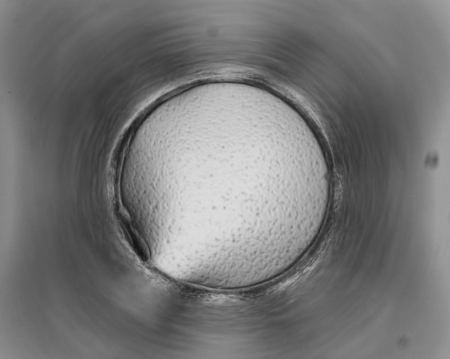 X0000096710835200802261627