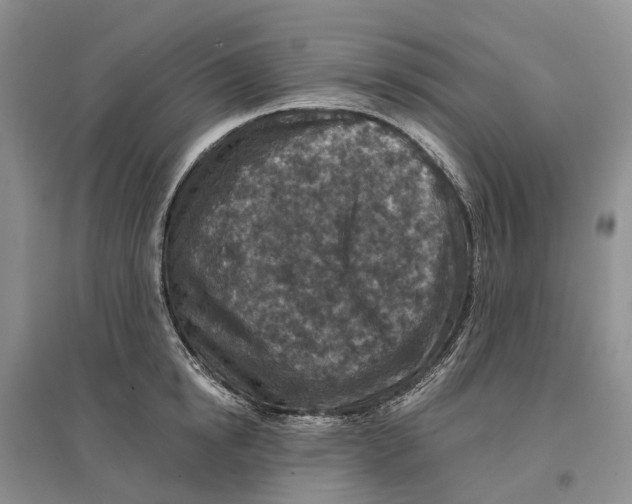 X0000096710854200802261627