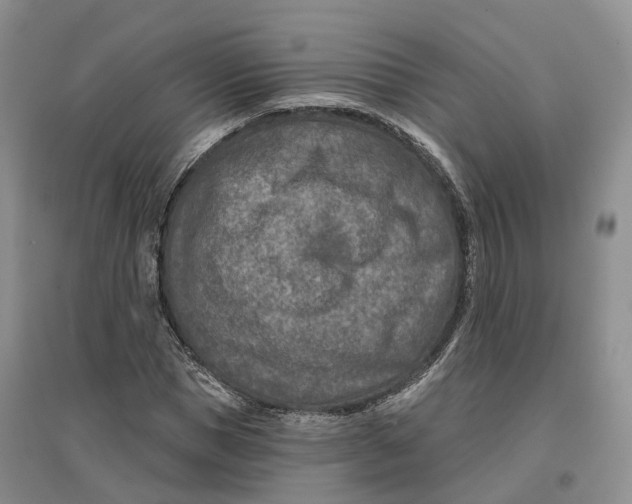 X0000096710921200802261625