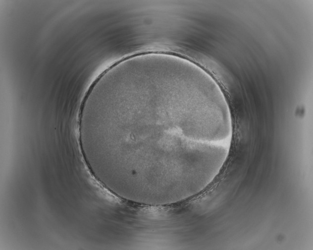 X0000096710950200802261626