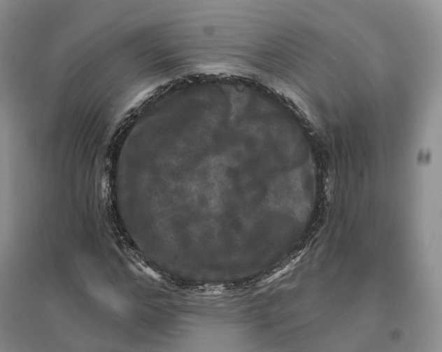 X0000096710968200802261625