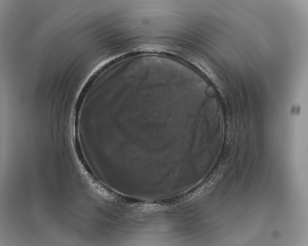 X0000096710984200802261625