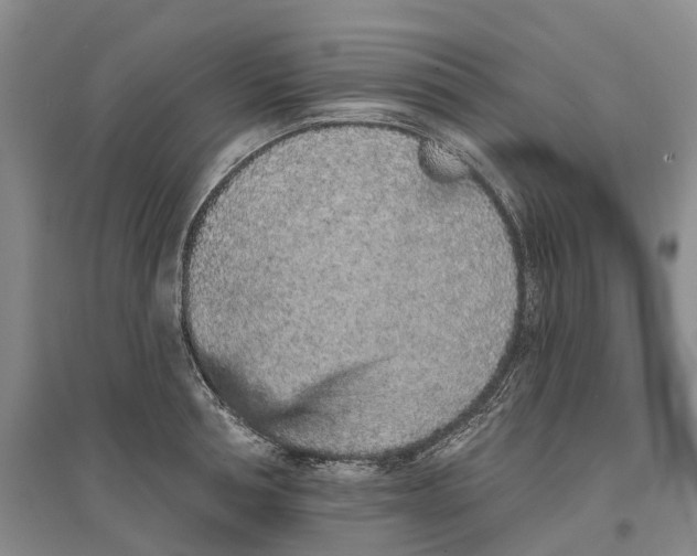 X0000096710994200802261625