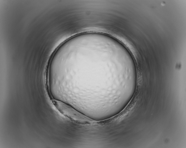 X0000096710999200802261624