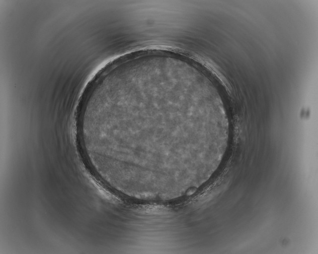 X0000096711024200802261624