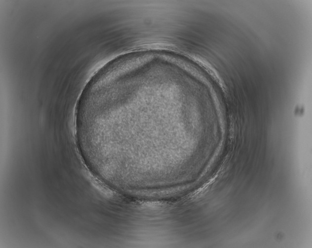 X0000096711031200802261624