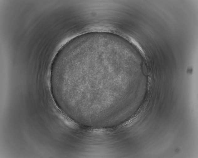 X0000096711035200802261624