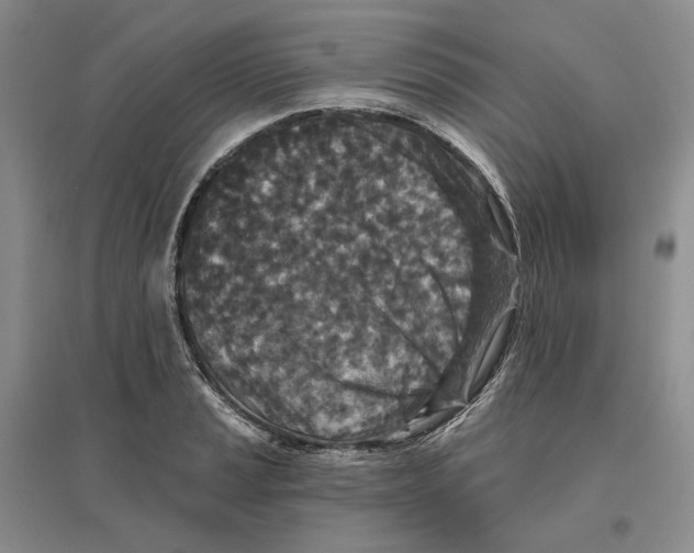 X0000096711037200802261624