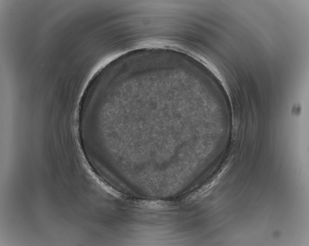 X0000096711045200802261624