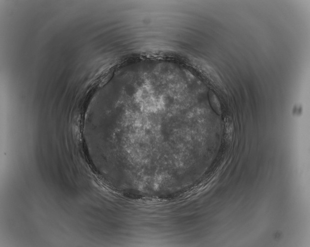 X0000096711060200802261624