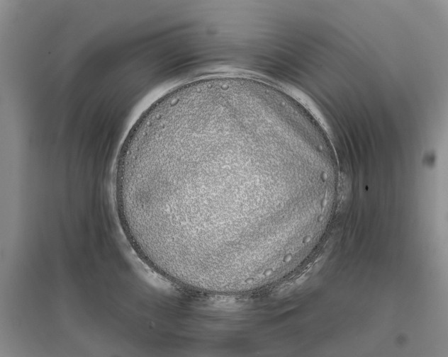 X0000096711098200802261623