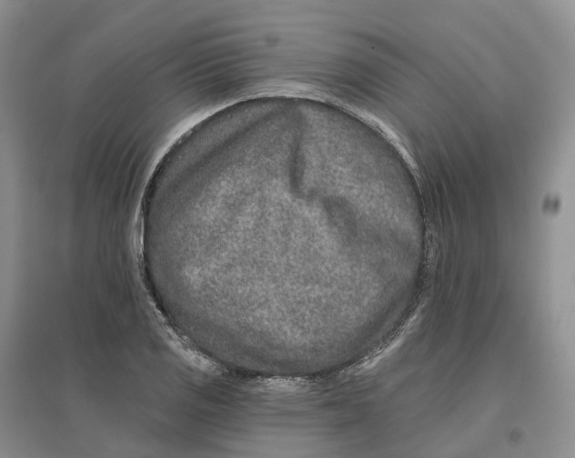 X0000096711125200802261622