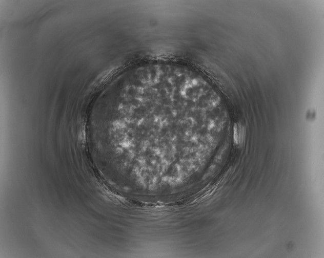 X0000096711155200802261622