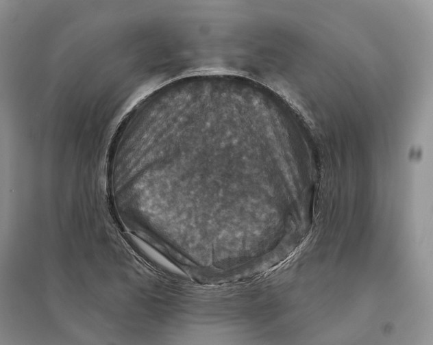 X0000096711173200802261622