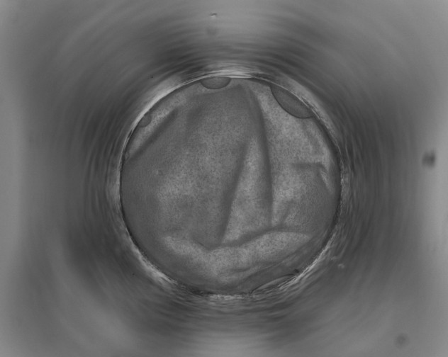 X0000096711194200802261621