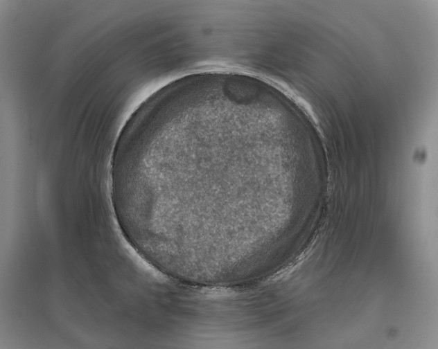 X0000096711239200802261621