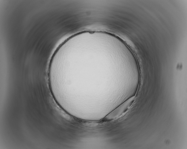 X0000096711248200802261621