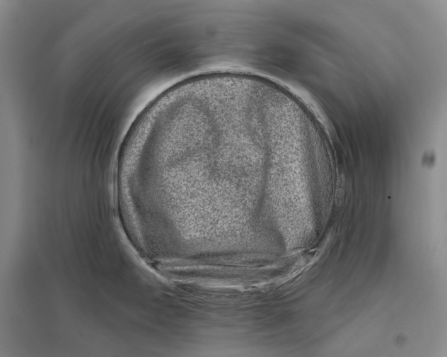 X0000096711295200802261620