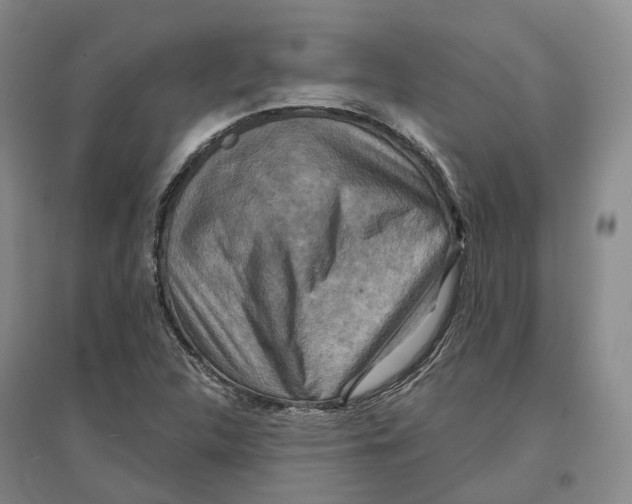 X0000096711312200802261619