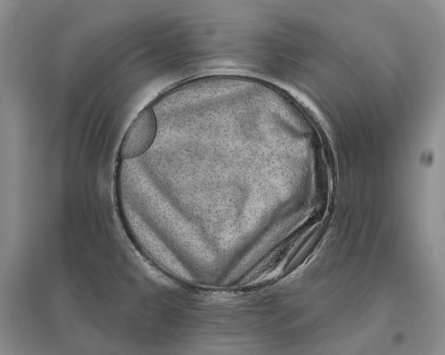 X0000096711333200802261620