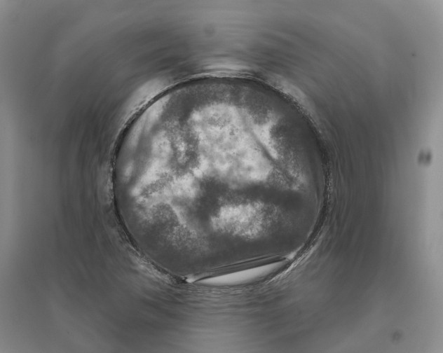 X0000096711362200802261619