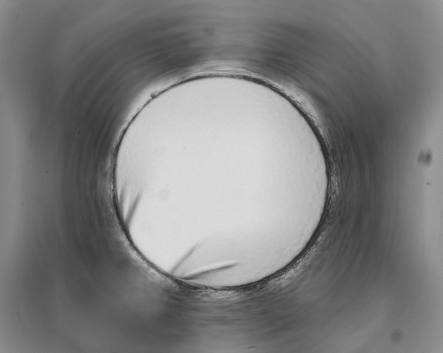 X0000096711382200802261619