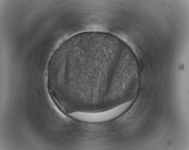 X0000096711383200802261619