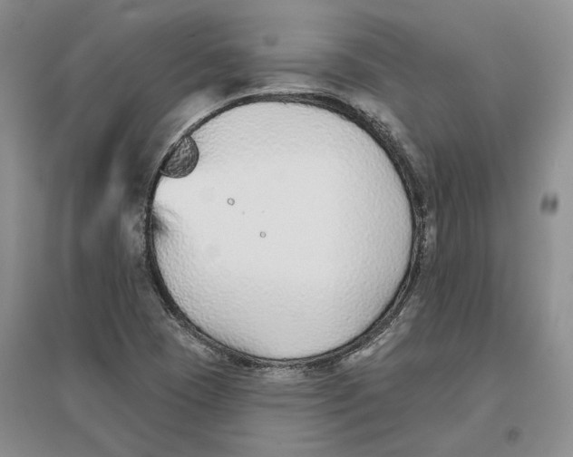 X0000096711409200802261618