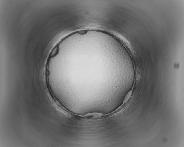 X0000096711423200802261618