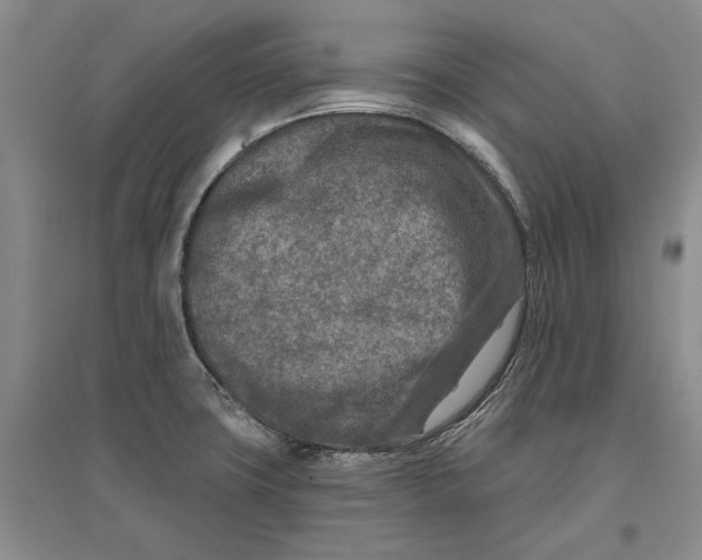 X0000096711427200802261618