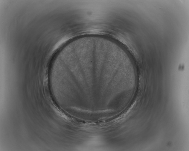 X0000096711450200802261618