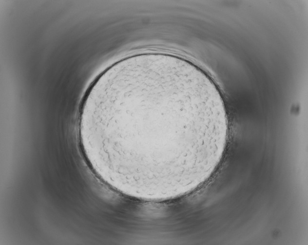 X0000096711514200802261617