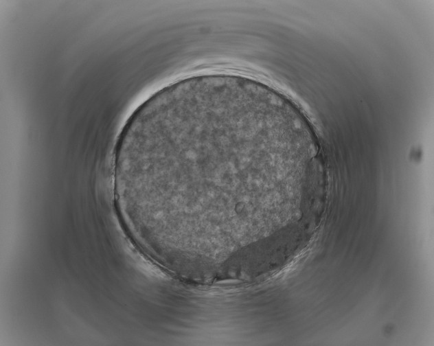 X0000096711522200802261617