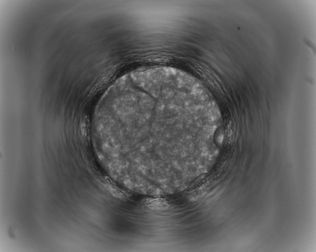 X0000096710424200803041345