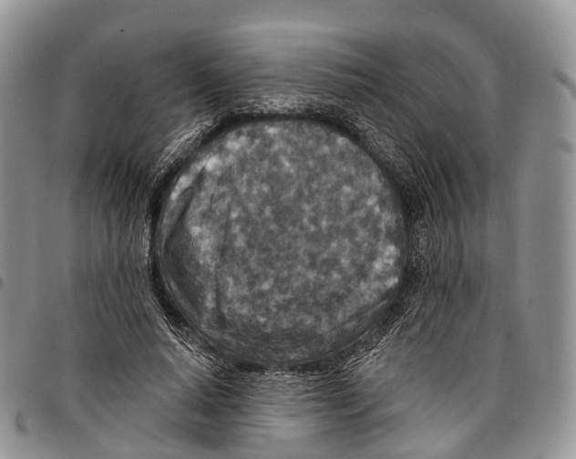 X0000096710640200803041342