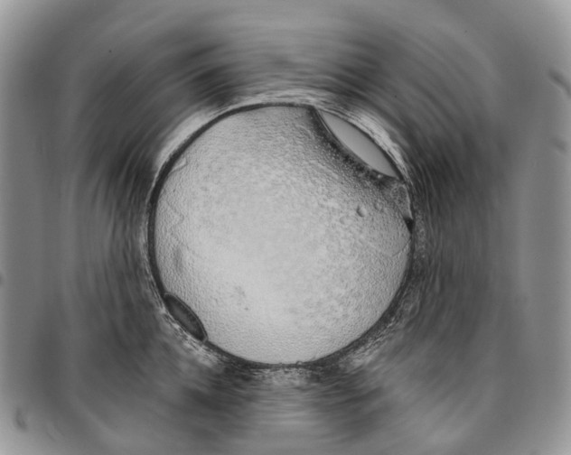 X0000096710952200803041338