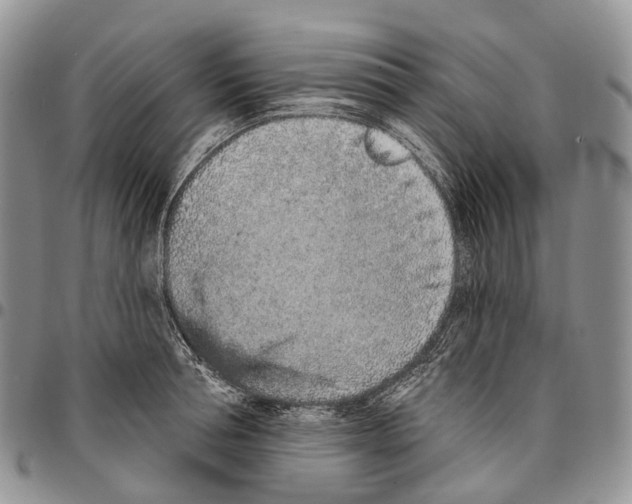 X0000096710994200803041337