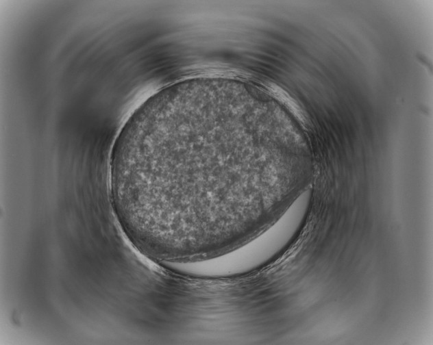 X0000096711095200803041336