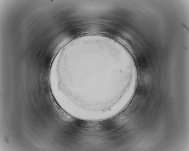 X0000096711338200803041333