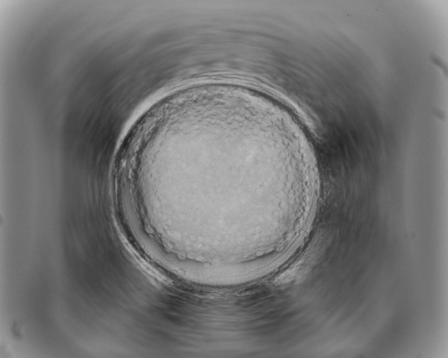 X0000096711514200803041331