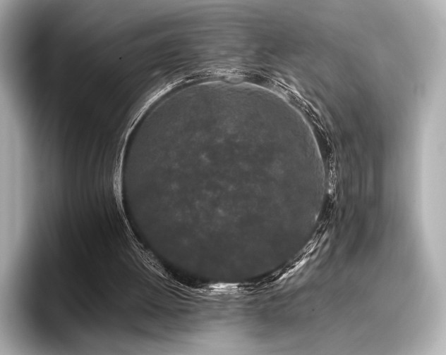 X0000096720052200802051451
