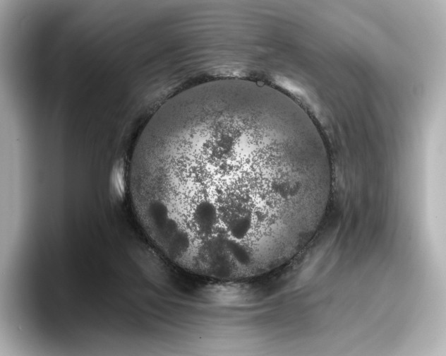 X0000096720069200802051451