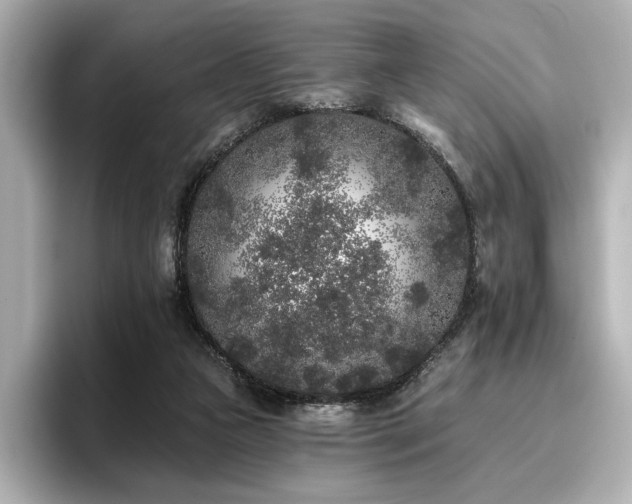 X0000096720161200802051450