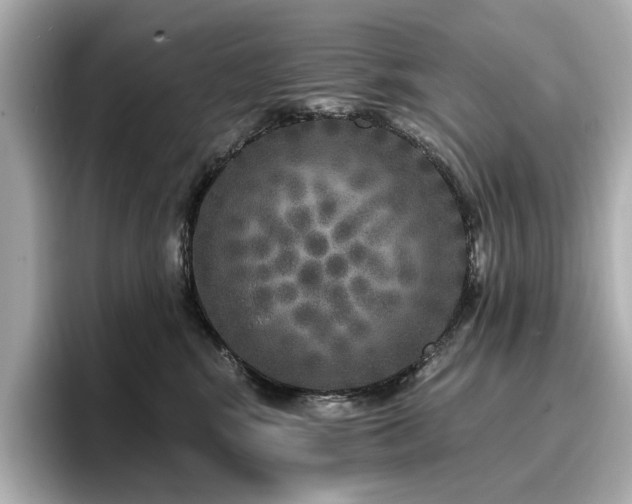 X0000096720424200802051446